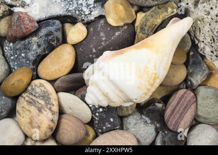 Conchiglie e varie pietre dalla spiaggia Foto Stock