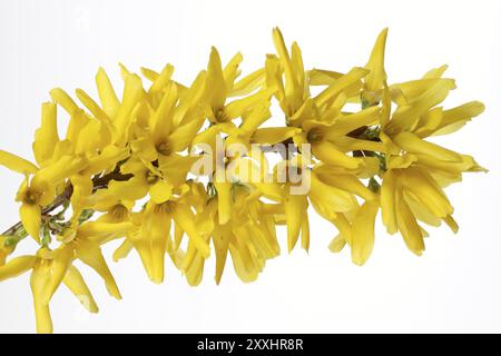 Forsythia in fiore? Forsythia Foto Stock