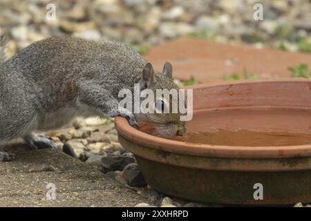 Scoiattolo grigio (Sciurus carolinensis) acqua potabile di un animale adulto proveniente da un piattino da giardino, Suffolk, Inghilterra, Regno Unito, Europa Foto Stock