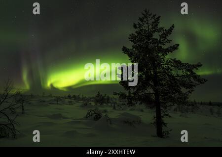 Aurora boreale (aurora boreale) sul paesaggio innevato, Gaellivare, Norrbotten, Lapponia, Svezia, marzo 2013, Europa Foto Stock