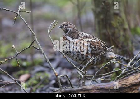 Hazel Grouse, Tetrastes bonasia, sinonimo: Bonasa bonasia, Hazel Grouse Foto Stock