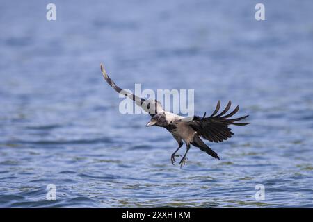 Corvo con cappuccio, Corvus corone, corvo caraiolo Foto Stock