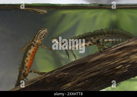 Triturus vulgaris, coppia, Lissotriton vulgaris, Sinc.: Triturus vulgaris, Triturus liscio, coppia Foto Stock