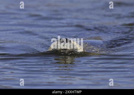 Seehund, Phoca vitulina, sigillo comune Foto Stock