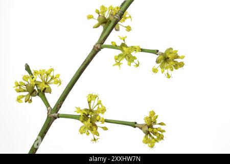 Fioritura di ciliegio corneliano, sfondo bianco Foto Stock