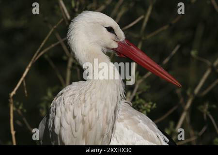 Ritratto di una cicogna bianca Foto Stock