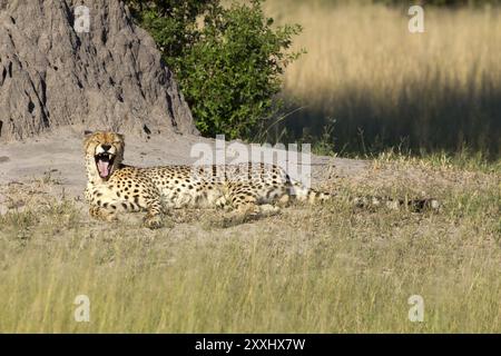 Cheetah che prende il sole nella riserva di Moremi in Botswana Foto Stock