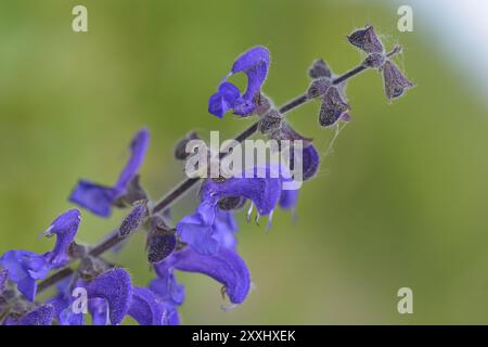 Fiore del saggio prato. Macro da una Salvia pratensis o prato clary Foto Stock