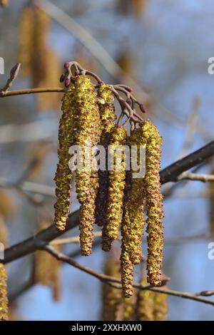 Molla. Alder amenti (lat. Alnus) close up Foto Stock