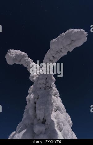 Abeti innevati al chiaro di luna, Gaellivare, Norrbotten, Lapponia, Svezia, dicembre 2012, Europa Foto Stock