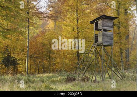 Posto alto nella foresta decidua autunnale Foto Stock