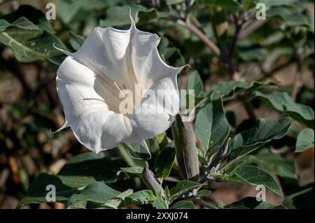 WESTERN Jimson Weed (Datura wrightii) alias Angel's Trumpet, devil's Weed, Indian-Mela, Pricklyburr, Sacred Datura, Sacro Thorn-Mela, Sacro Thornapp Foto Stock