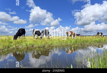 Mucche al pascolo sul fiume sopra il cielo blu in estate Foto Stock
