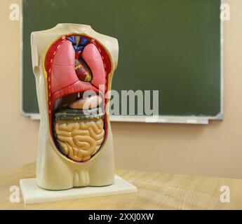 Primo piano del modello anatomico di un corpo umano in classe di biologia Foto Stock
