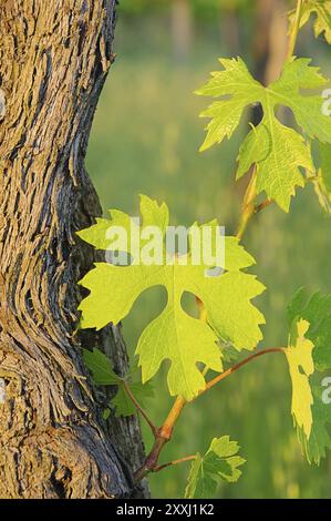 Weinlaub im Fruehling, foglie di vite nella primavera 04 Foto Stock