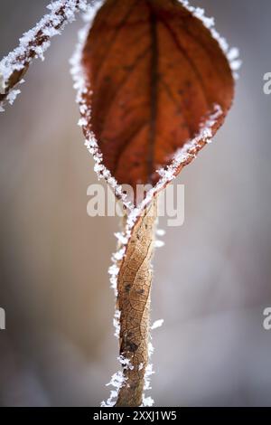 Winterzauber Foto Stock