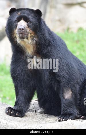 Maschio adulto orso spettrale (orso andino) in cattività, Tremarctos ornatus Foto Stock