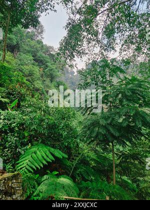 Vista della lussureggiante foresta pluviale di Bogor indonesia con cascata in lontananza, giungla tropicale con biodiversità. Foto Stock