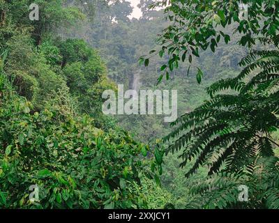 Vista della lussureggiante foresta pluviale di Bogor indonesia con cascata in lontananza, giungla tropicale con biodiversità. Paesaggio verde. Foto Stock