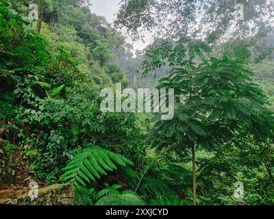 Vista della lussureggiante foresta pluviale di Bogor indonesia con cascata in lontananza, giungla tropicale con biodiversità. Paesaggio verde. Foto Stock