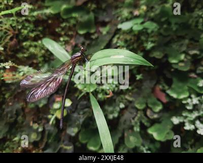 comune libellula nera o euhaeidae decorata appollaiata su una pianta. Foto Stock