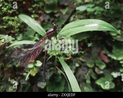 comune libellula nera o euhaeidae decorata appollaiata su una pianta. Foto Stock