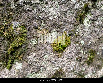 vista ravvicinata del muschio giallastro sulla roccia, struttura della roccia naturale e immagine del motivo. Grana grunge Foto Stock