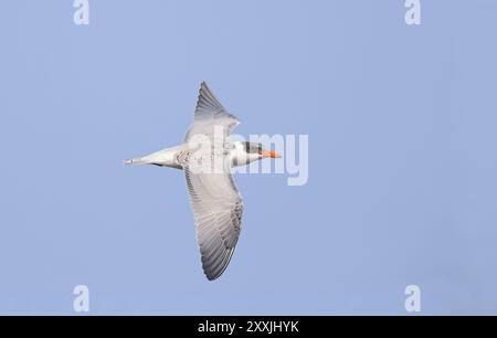 Giovane terna del Caspio in volo Foto Stock