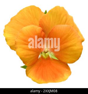 Foto in studio (immagine impilata) di un fiore viola di pesca/arancia su sfondo bianco Foto Stock
