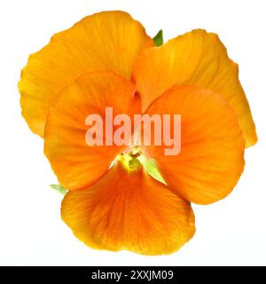 Foto in studio (immagine impilata) di un fiore viola di pesca/arancia su sfondo bianco Foto Stock