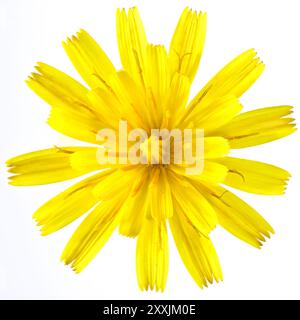 Scatto in studio (immagine impilata) di un fiore di falco su uno sfondo bianco Foto Stock