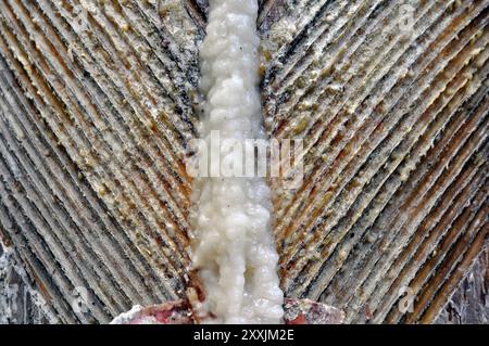 Tronco di pino dopo aver raccolto la resina. Incisioni sul bagagliaio. Foto Stock