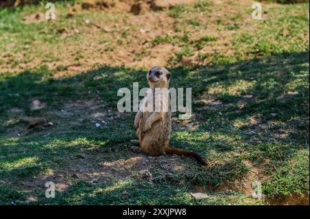 Il meerkat è una mangusta della famiglia Herpestid, l'unica specie del genere Suricata, diffusa in Africa meridionale. Foto Stock