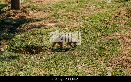 Il meerkat è una mangusta della famiglia Herpestid, l'unica specie del genere Suricata, diffusa in Africa meridionale. Foto Stock