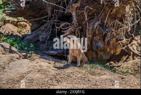 Il meerkat è una mangusta della famiglia Herpestid, l'unica specie del genere Suricata, diffusa in Africa meridionale. Foto Stock