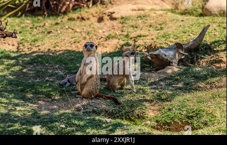 Il meerkat è una mangusta della famiglia Herpestid, l'unica specie del genere Suricata, diffusa in Africa meridionale. Foto Stock