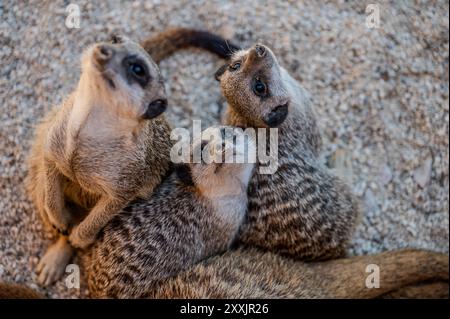 Il meerkat è una mangusta della famiglia Herpestid, l'unica specie del genere Suricata, diffusa in Africa meridionale. Foto Stock