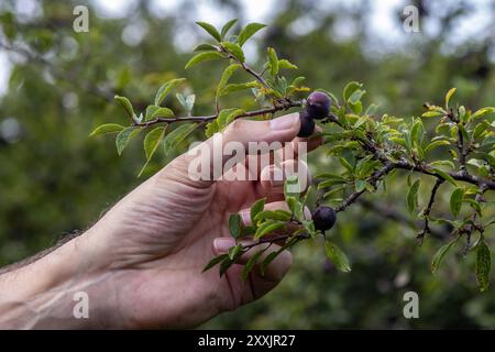 Un primo piano di una mano di mans che raccoglie i bradipi da un cespuglio di spina nera a fine estate Foto Stock