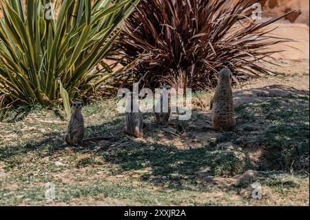 Il meerkat è una mangusta della famiglia Herpestid, l'unica specie del genere Suricata, diffusa in Africa meridionale. Foto Stock