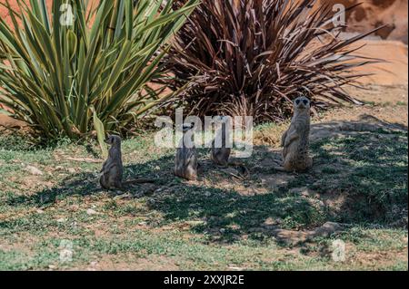 Il meerkat è una mangusta della famiglia Herpestid, l'unica specie del genere Suricata, diffusa in Africa meridionale. Foto Stock