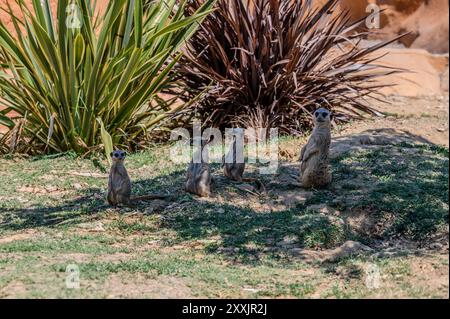 Il meerkat è una mangusta della famiglia Herpestid, l'unica specie del genere Suricata, diffusa in Africa meridionale. Foto Stock