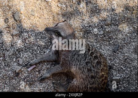 Il meerkat è una mangusta della famiglia Herpestid, l'unica specie del genere Suricata, diffusa in Africa meridionale. Foto Stock