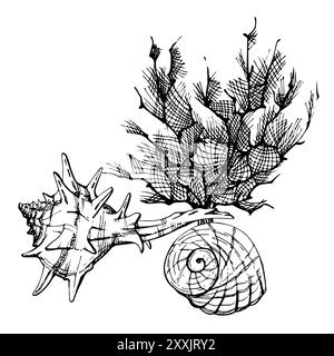 Vita marina, pesci di creature sottomarine dell'oceano marino, conchiglie alghe, inchiostro e penna disegnati a mano. Illustrazione della composizione, stilizzata, isolata su Illustrazione Vettoriale