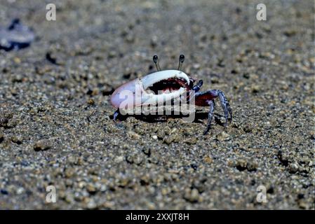 Il granchio fiddler o granchio chiamante può essere una qualsiasi delle più di cento specie di granchi marini semiteridi della famiglia Ocypodidae Foto Stock