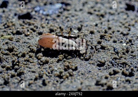 Il granchio fiddler o granchio chiamante può essere una qualsiasi delle più di cento specie di granchi marini semiteridi della famiglia Ocypodidae Foto Stock