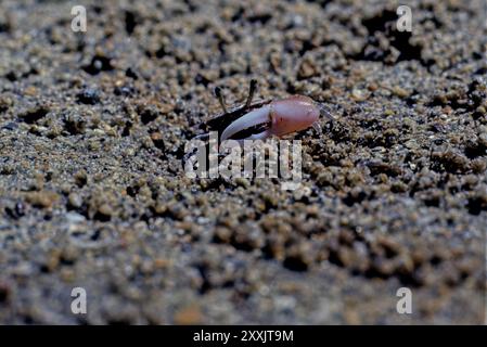 Il granchio fiddler o granchio chiamante può essere una qualsiasi delle più di cento specie di granchi marini semiteridi della famiglia Ocypodidae Foto Stock