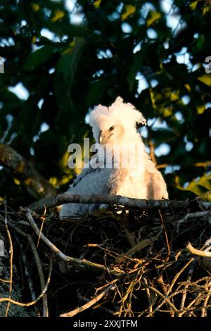 Harpy Eagle pulcino di 4 mesi, Harpia harpyja, nel nido, alta Floresta, Amazzonia, Brasile Foto Stock