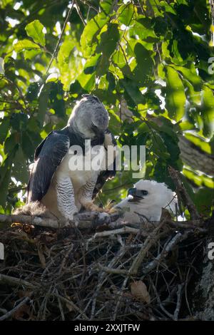 Aquila Harpy femminile, Harpia harpyja, con una preghiera nel nido con la sua ragazza, alta Floresta, Amazzonia, Brasile Foto Stock