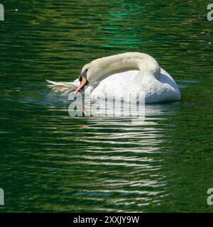 Il Mute Swan è uno dei più grandi uccelli acquatici del Regno Unito. Trascorrono molto tempo a prepararsi e lavarsi per mantenere il piumaggio in condizioni ottimali Foto Stock