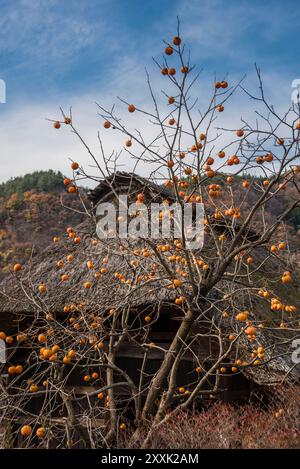 Kaki Persimmon, Diospyros kaki, visto qui che si asciuga nell'aria autunnale vicino al Lago Kawaguchi, Giappone. Foto Stock